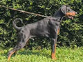 Jual Dobermann Import Ukraina