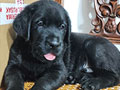 For Sale 3 Adorable Labrador Puppies