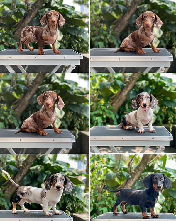 For Sale Puppy Male Dapple Dachshund