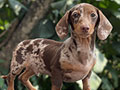 For Sale Puppy Male Dapple Dachshund