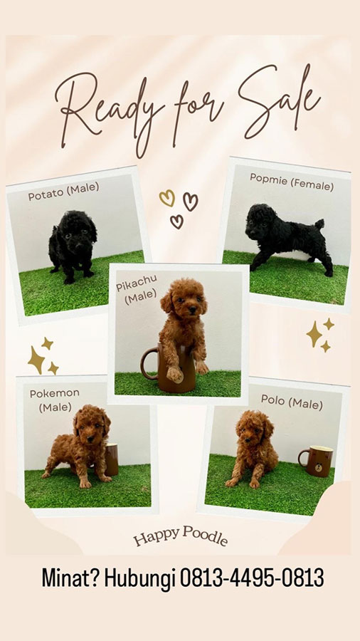 Jual 5 Toy Poodle Puppy