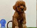 Jual 5 Toy Poodle Puppy