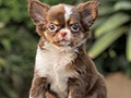 For Sale Puppy Mini Female Long Coat Chihuahua