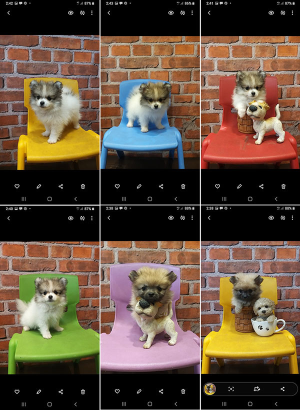 Jual 2 Ekor Pomeranian Diskon 50%