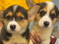 Jual Anakan Pembroke Welsh Corgi With Tail