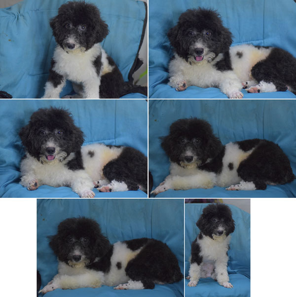 Jual Poodle Party Jantan