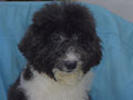 Jual Poodle Party Jantan