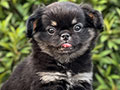  Puppy Mini Male Female Long Hair Chihuahua