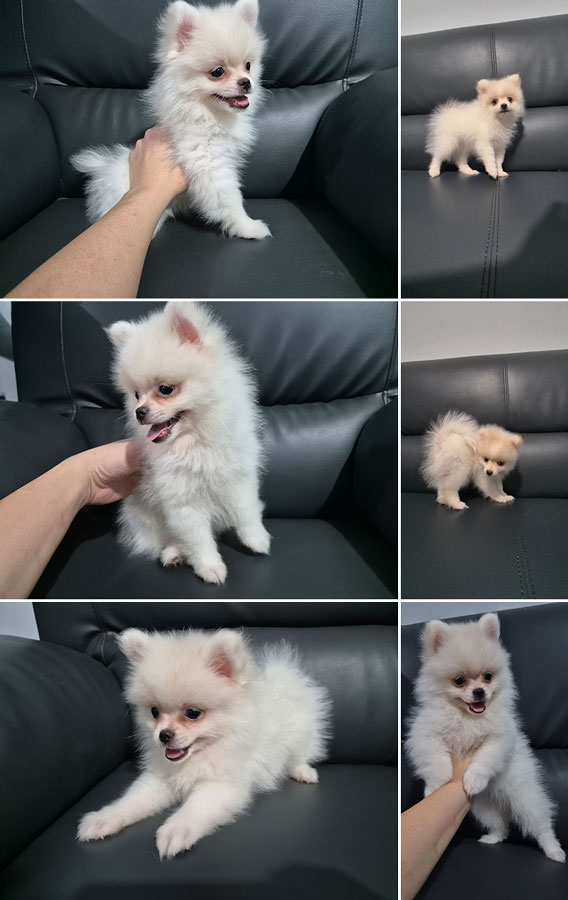Jual Mini Pom Betina