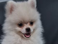 Jual Mini Pom Betina