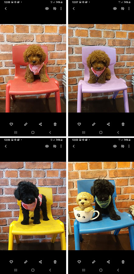 Jual Tea Cup Poodle