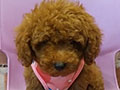Jual Tea Cup Poodle