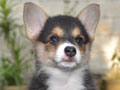 Available Pembroke Welsh Corgi