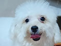 Sale White Toy Poodle