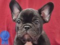 Puppy French Bulldog Male