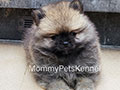 Jual Mini Pomeranian Termurah