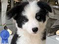 Jual 5 Border Collie Puppies