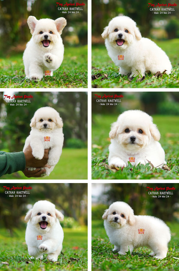 Jual Baby Male Tiny Apricot Poodle Super Cute