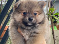 Mini Pomeranian