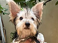 Good Quality Yorkshire Terrier Female