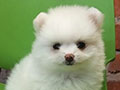 Super Mini Pomeranian