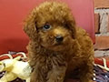 Jual Poodle