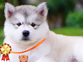 Jual 2 Female Alaskan Malamute Super High Quality