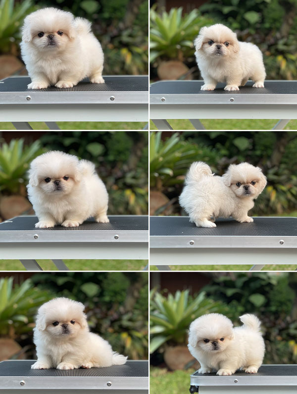 For Sale Puppy Male Pekingese