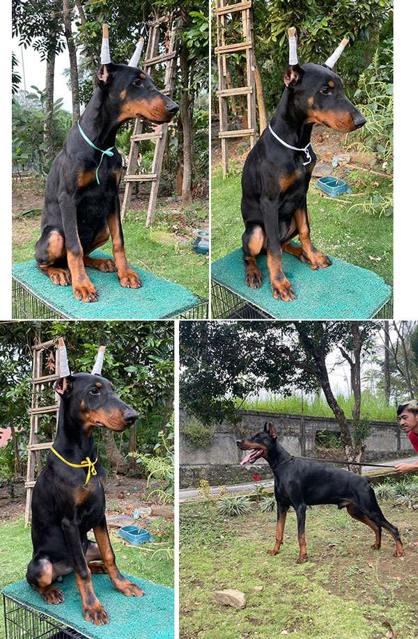 Doberman Pinscher Female