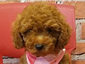 Jual Poodle Super Murah
