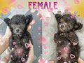 Super Cute Tiny Female Silver Poodle