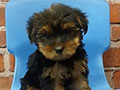Jual Mini Yorkshire Terrier