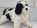 For Sale Poodle Puppy