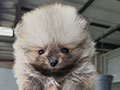 Mini Pom Jantan