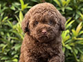 Puppy Tiny Choco & Tuxedo Toy Poodle