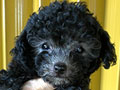Dijual Silver Toy Poodle 