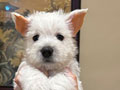 Dijual Anakan Westie Terrier