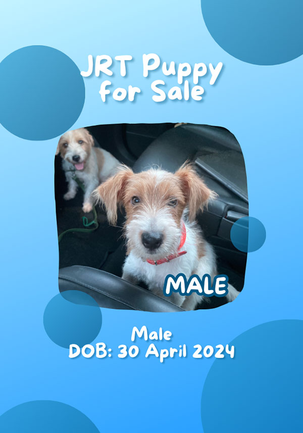 Jual Anakan Jack Russell Terrier Jantan 