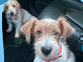 Jual Anakan Jack Russell Terrier Jantan 