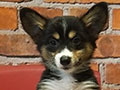 Jual Anakan Pembroke Welsh Corgi