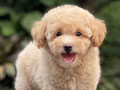 For Sale Puppy Tiny Apricot Fawn Poodle