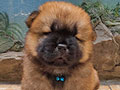 Chow Chow Puppy Import Quality