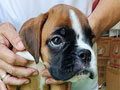 Dijual Boxer Puppies Betina Show Quality