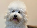 Jual Poodle Setengah Hibah