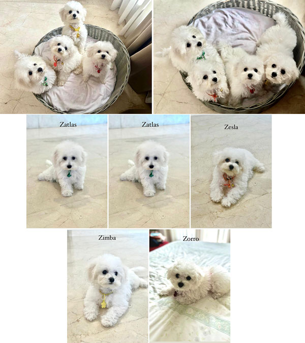 Available 4 Male Bichon Frise Full Breed 