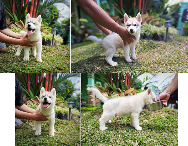 Baby Siberian Husky Super Pet Quality