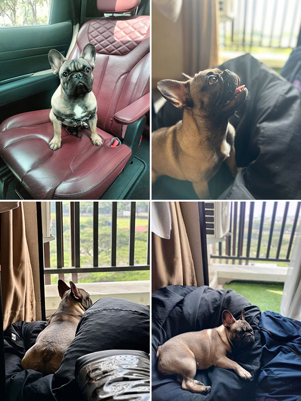 Jual Anjing French Bulldog