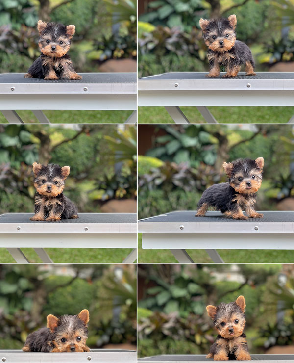 For Sale Puppy Teacup Female Yorkshire Terrier