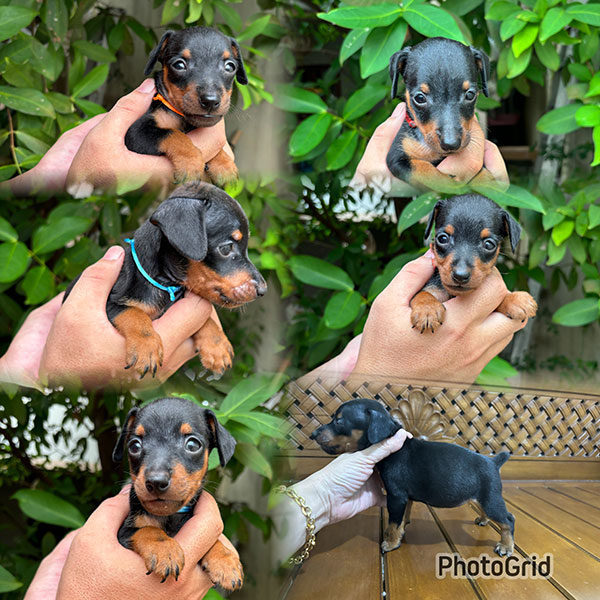 Miniature Pinscher Good Quality