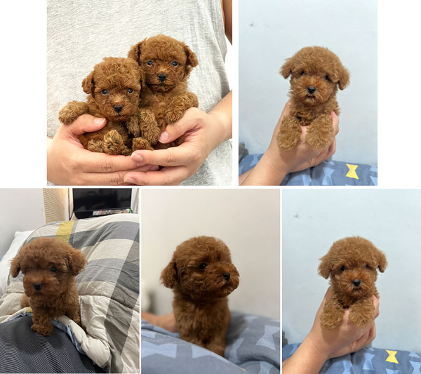 Super Red Tiny Poodle